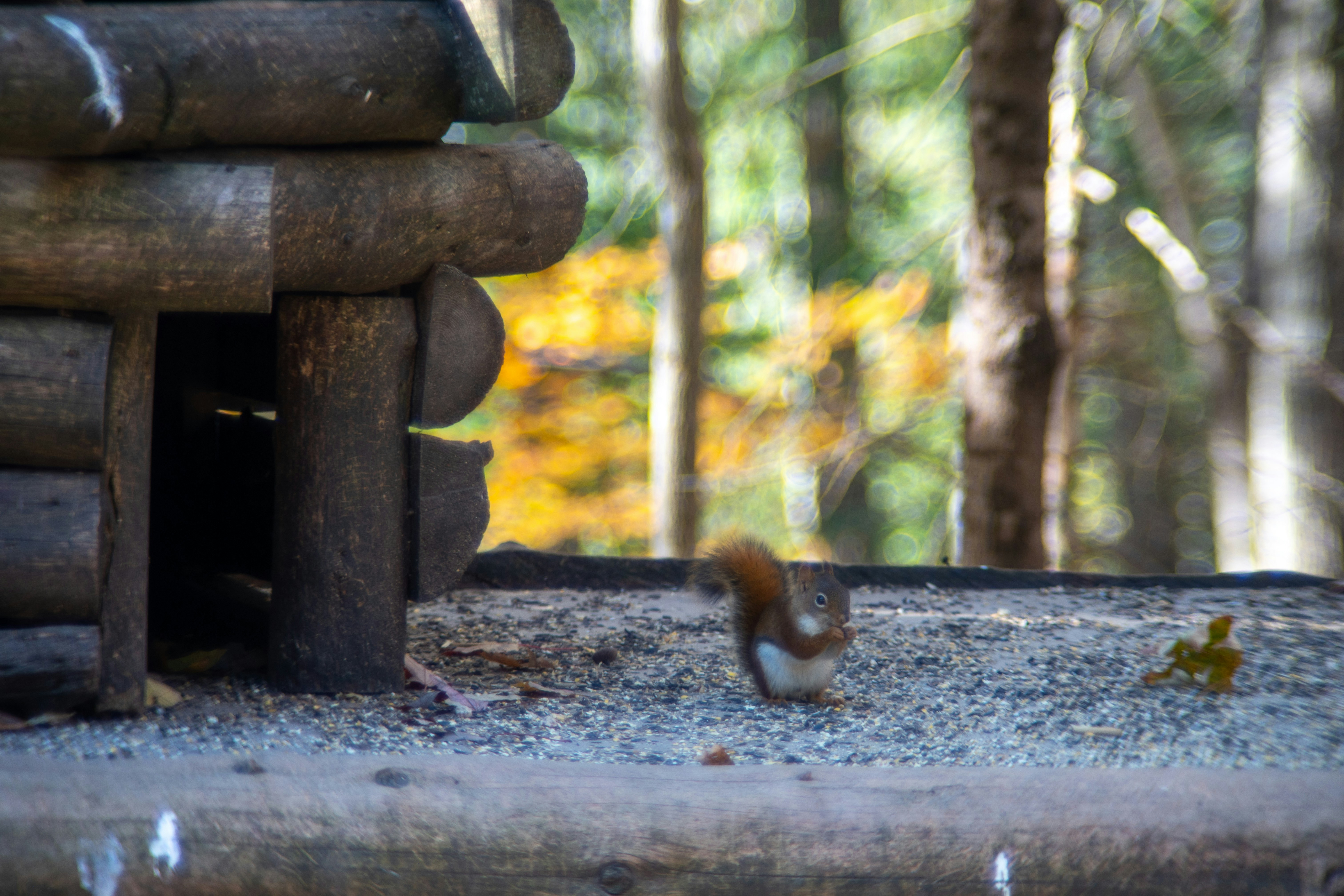 cute squirrel enjoying cabin